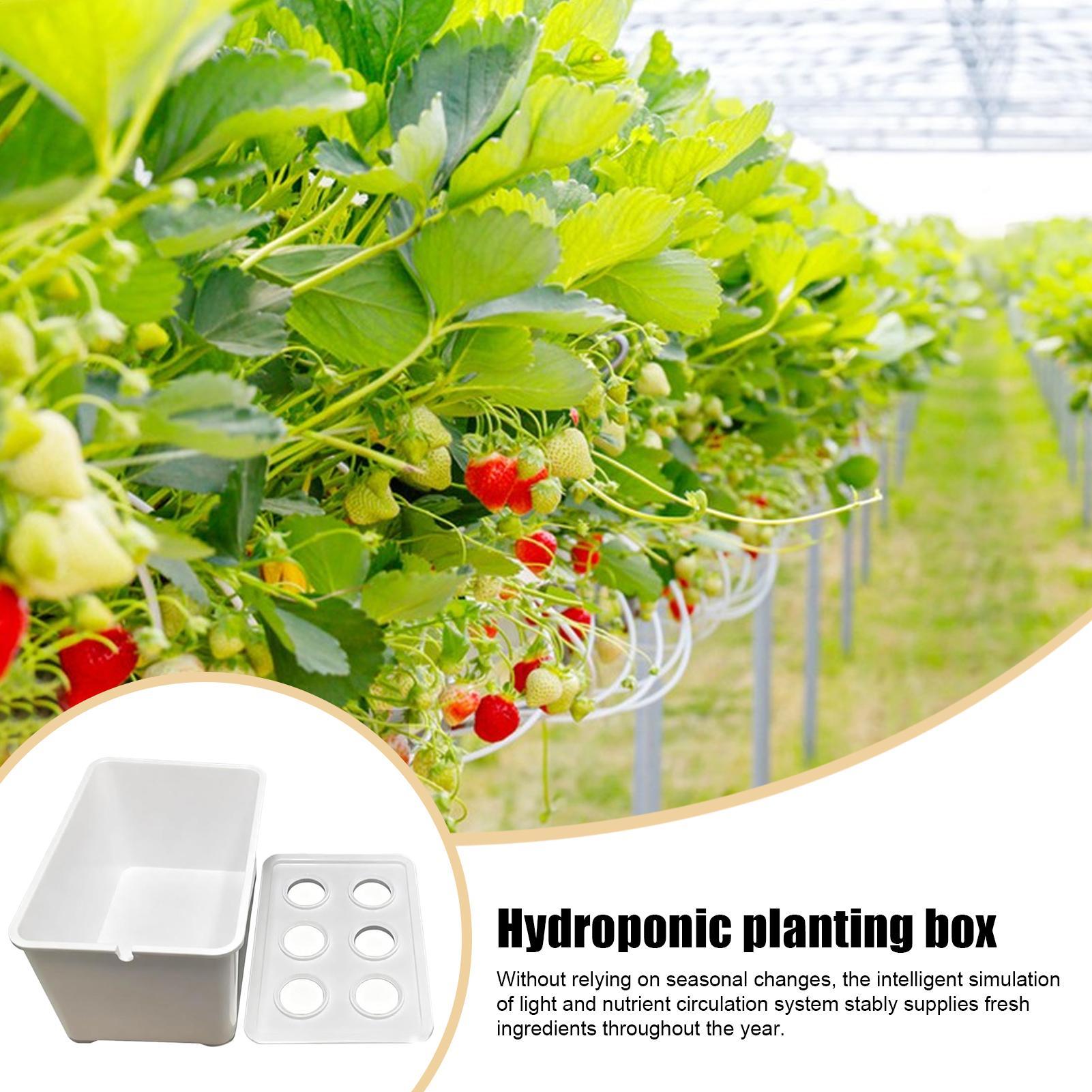 수경재배 키트 초보자용 장비 가정용 수경재배 묘목 시스 - Hydroponic System 리뷰 및 가격