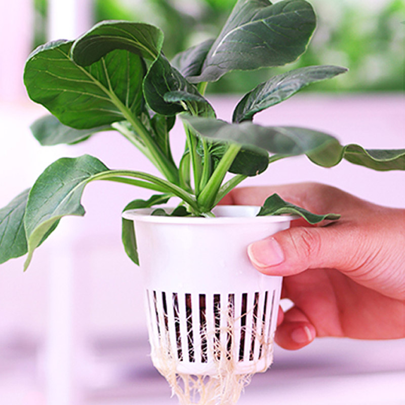 수경재배 시스템 스마트 홈 자동화 시스템 판매중 인기  - Hydroponic System 리뷰 및 가격