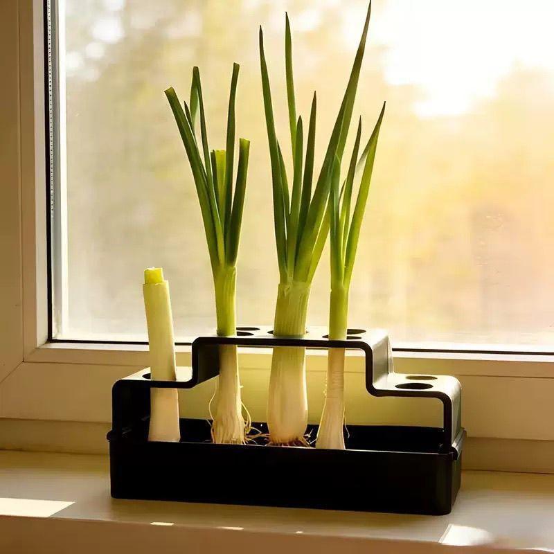 파인양파 재배를 위해 특별히 설계된 수경재배 시스템으로 - Hydroponic System 리뷰 및 가격