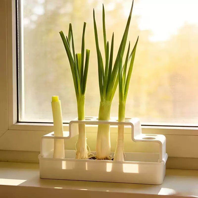 파인양파 재배를 위해 특별히 설계된 수경재배 시스템으로 - Hydroponic System 리뷰 및 가격