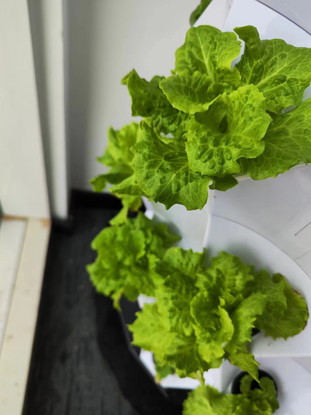 농장 자동 관개 드립 키트 시스템 수경 재배 타워 시스 - Hydroponic System 리뷰 및 가격
